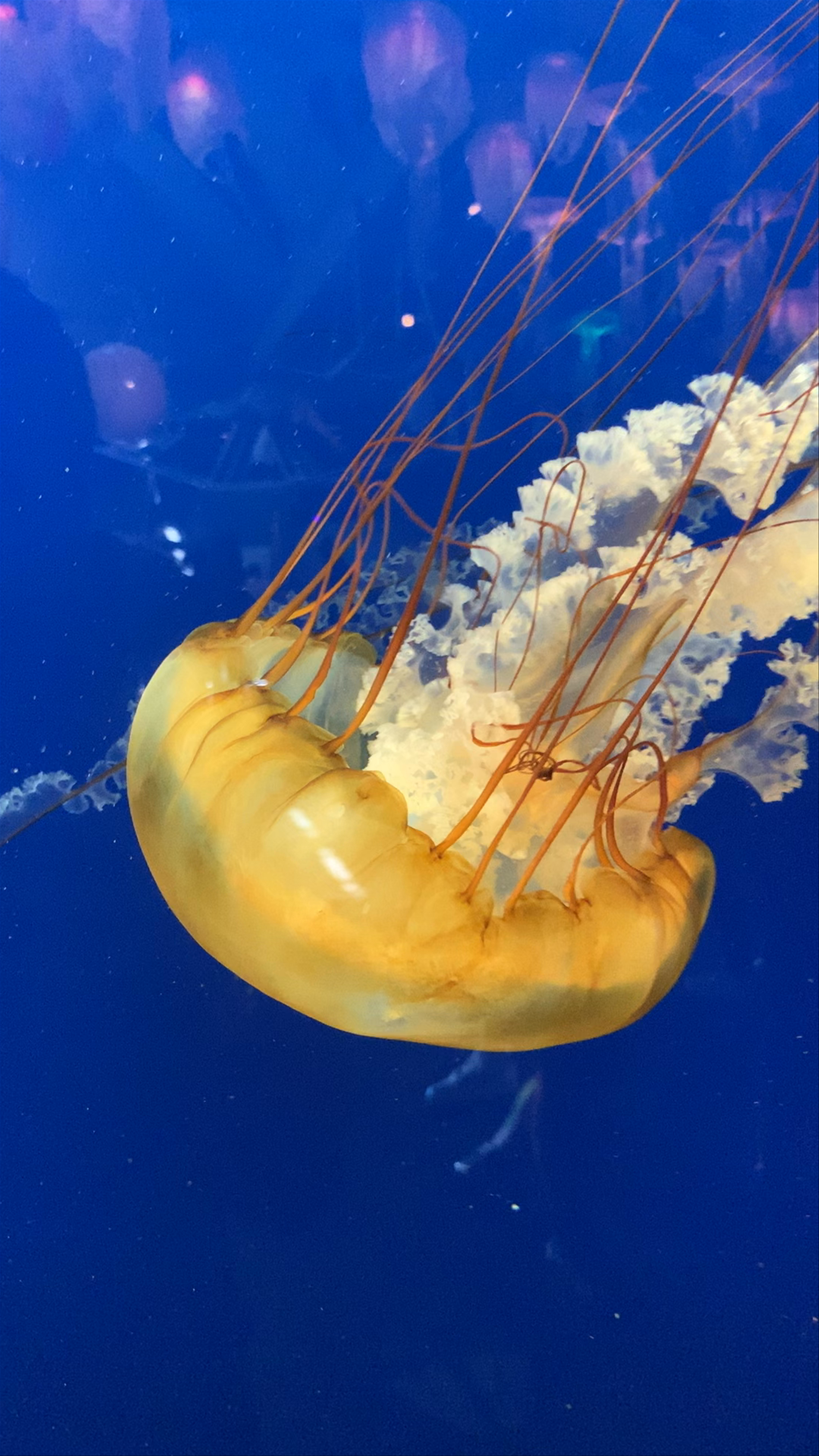 Vancouver Aquarium