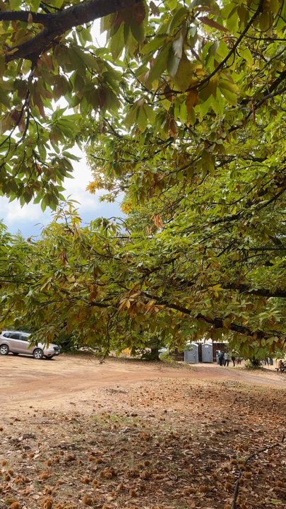 Smokey Ridge Ranch - Wineries Near Me - Placerville, California