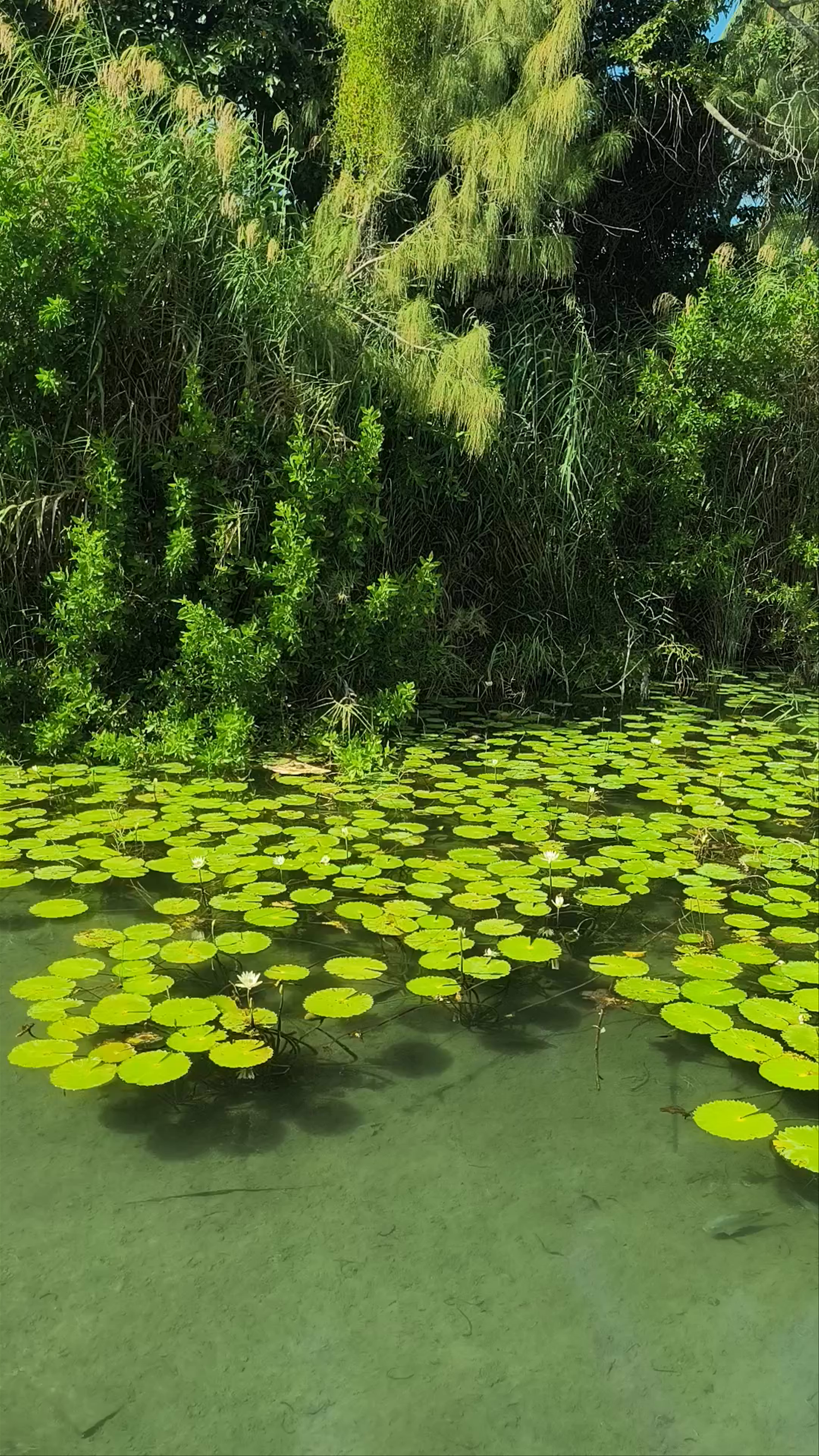 Ecoparque Bacalar