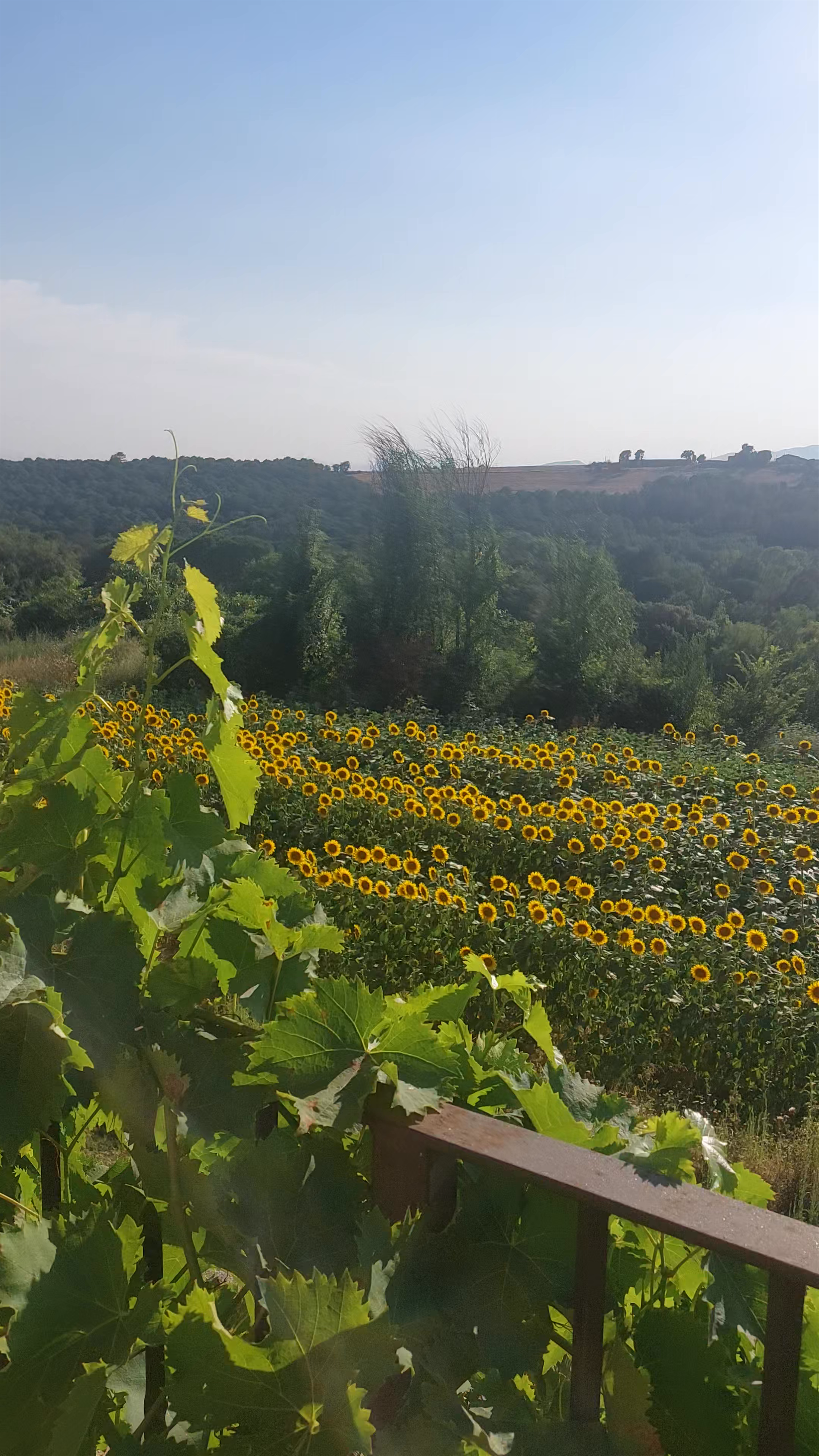 Sunflower Field and Vineyard Views at Mas Geroni, Vilafreser, Spain