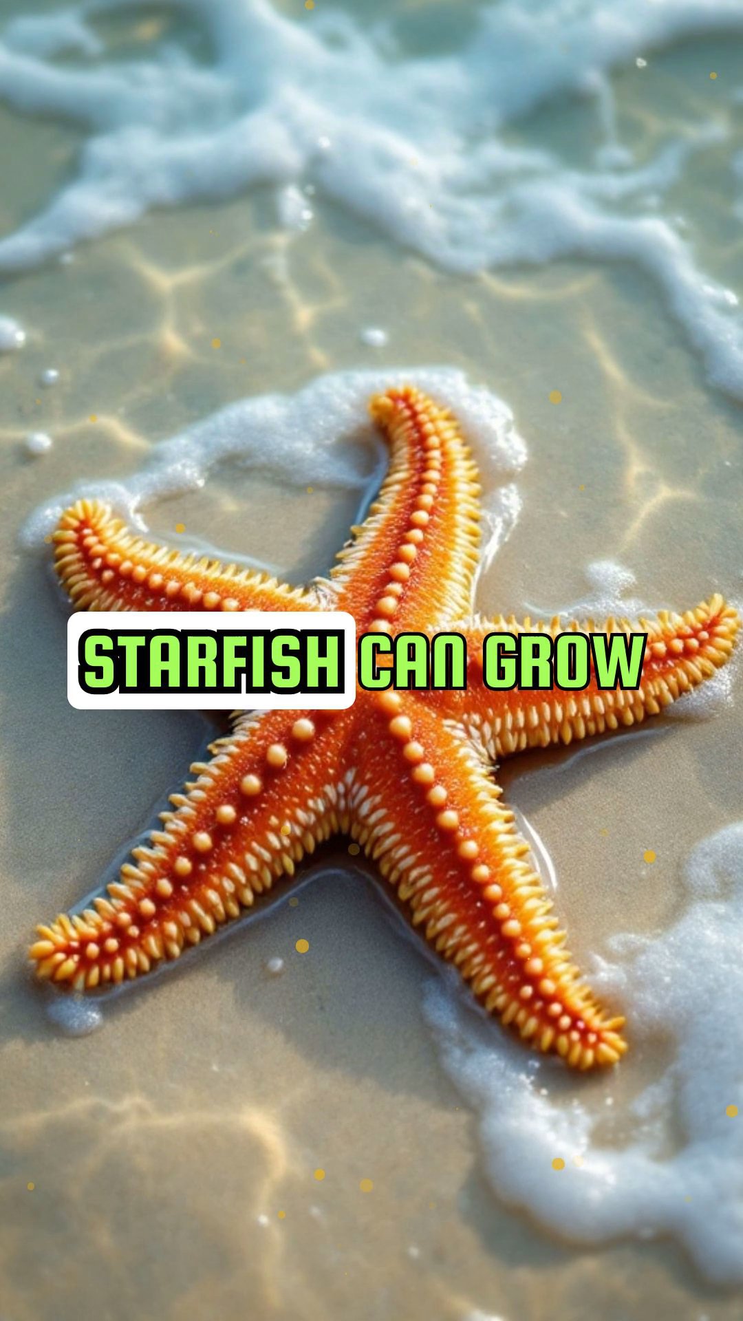 Starfish Wonders: The Masters of Regeneration