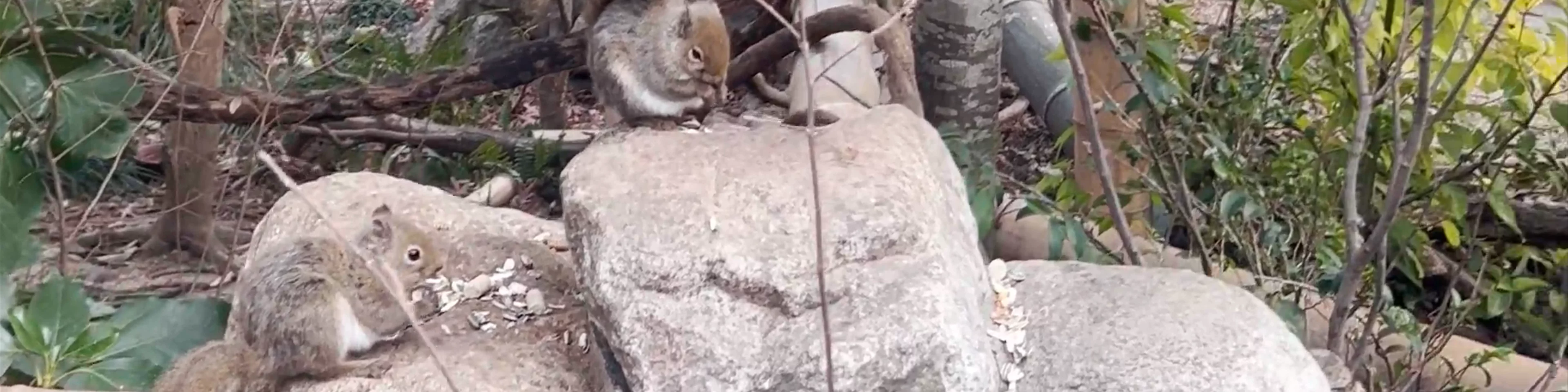 Squirrel Forest