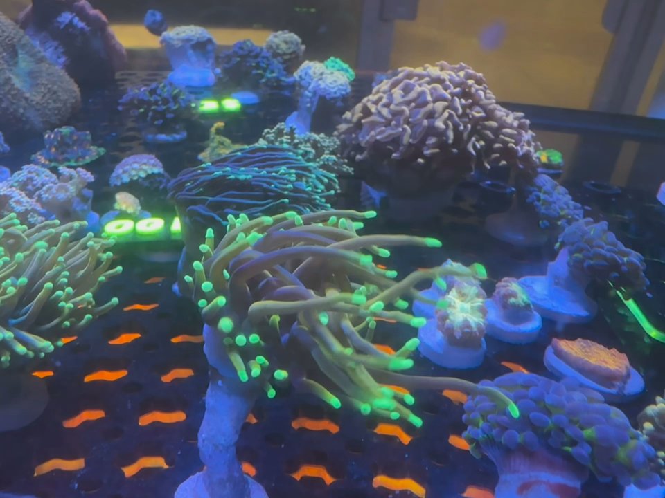 Reef Lab Aquatics - Aquarium Services Near Me - Morgan Hill, California