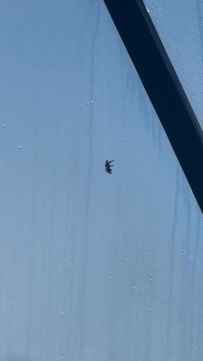 Bolt Farm Treehouse - Multiple spiders and bugs in dome throughout stay - Vacation Rentals Near Me - Whitwell, Tennessee