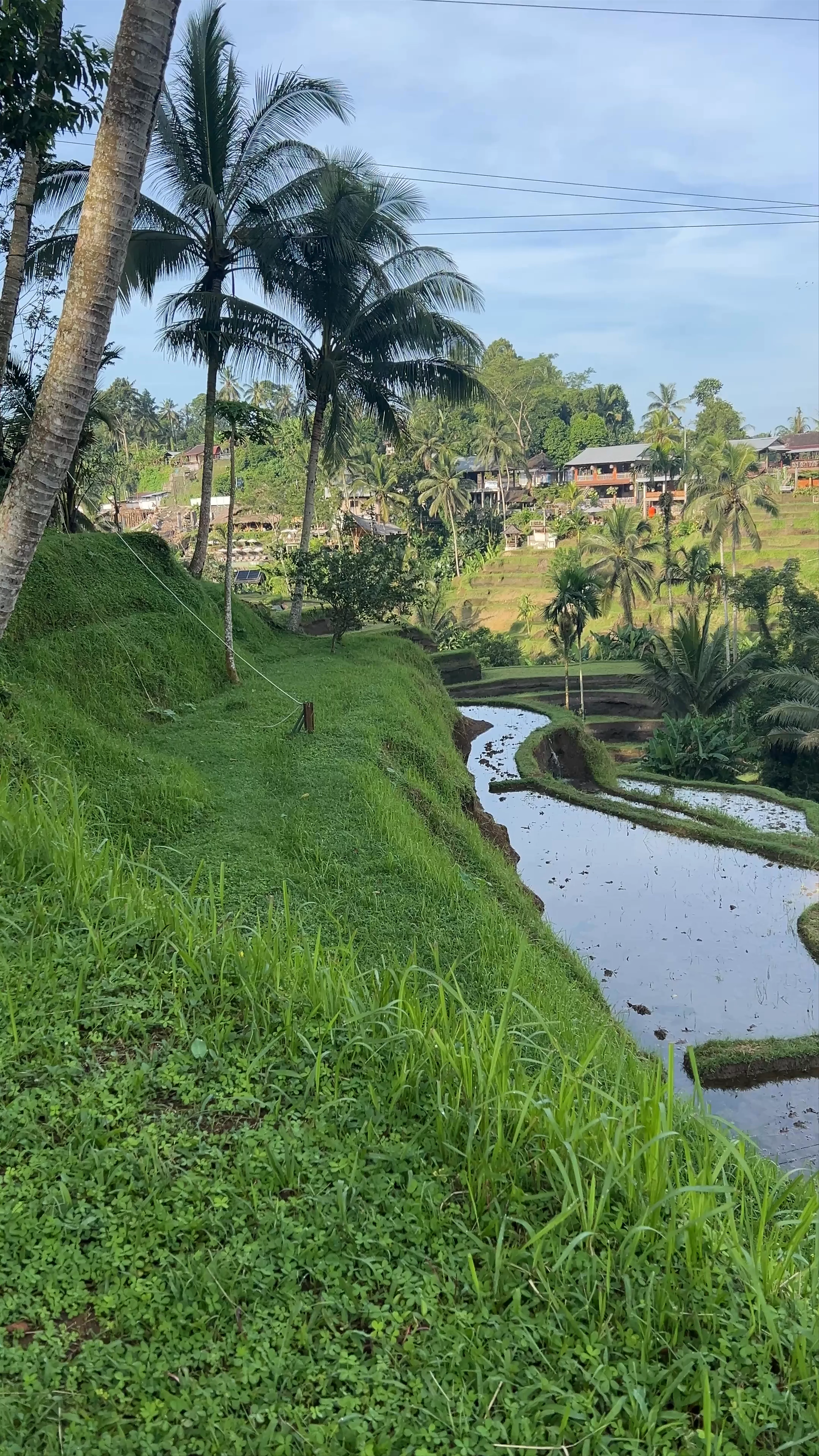 The Natural Terrace Rice Bali, Jalan Pakudui, Kedisan