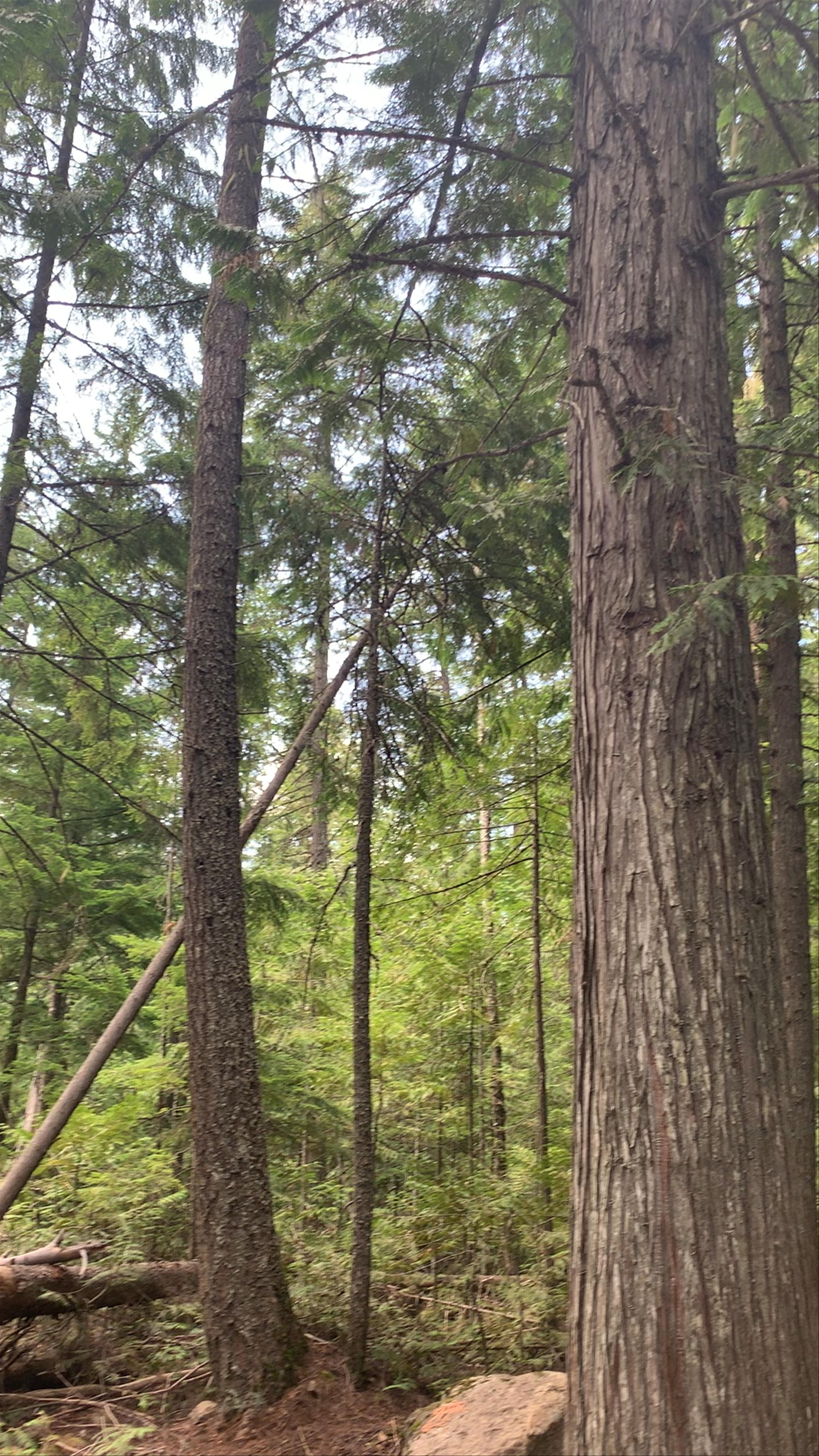 Wells Gray Provincial Park