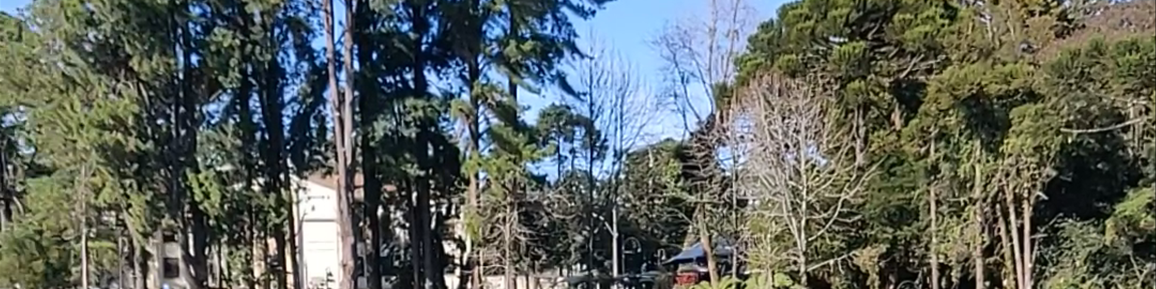 Canela