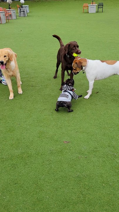 Fetch Park - Dog Parks Near Me - Atlanta, Georgia