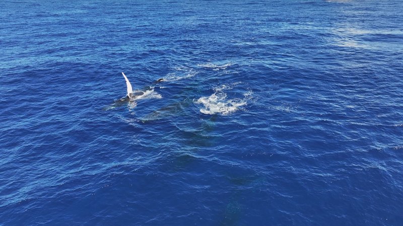 Humpback Whales Aerial poster