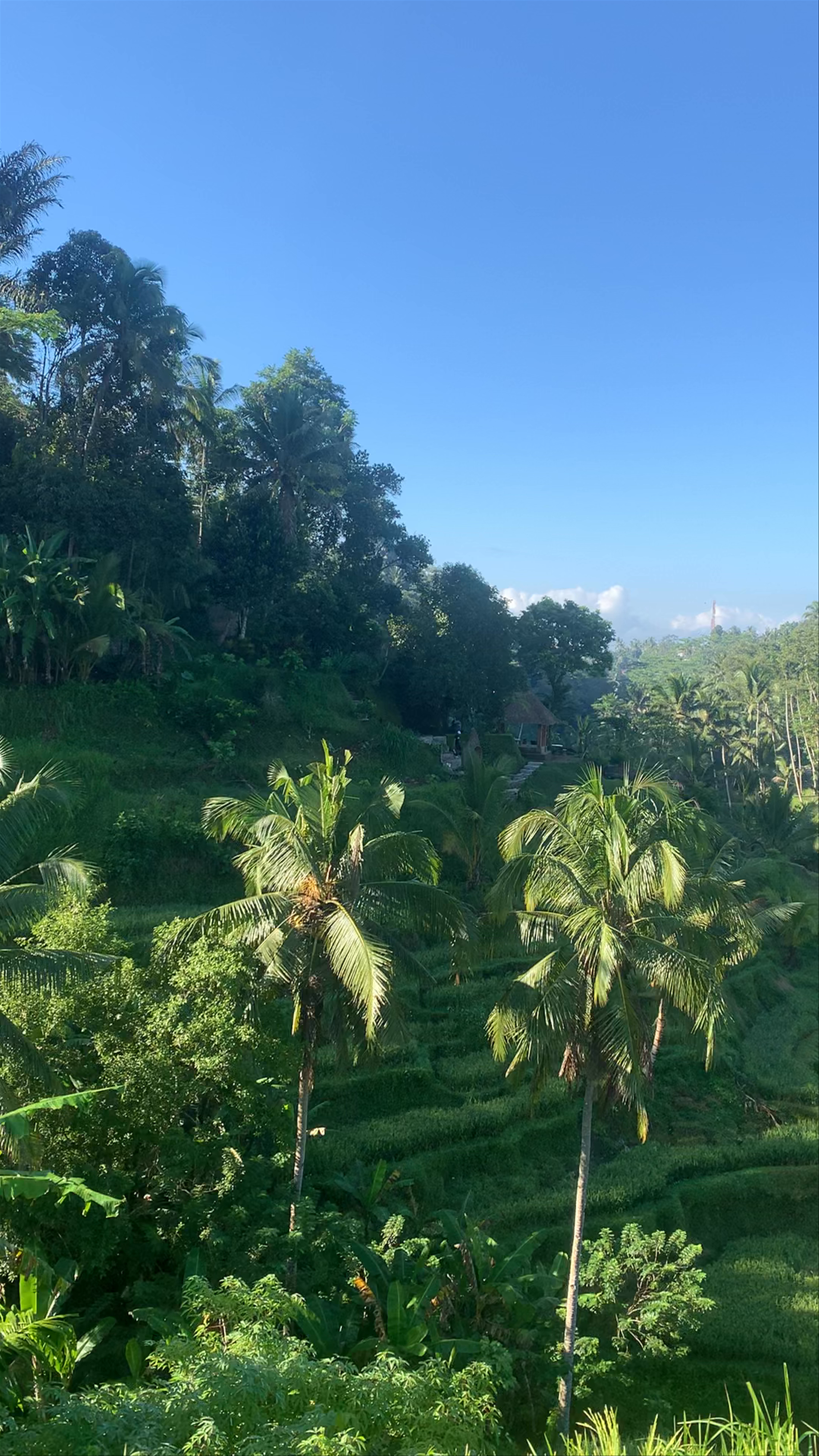 Tegalalang Rice Terrace, Indonesia