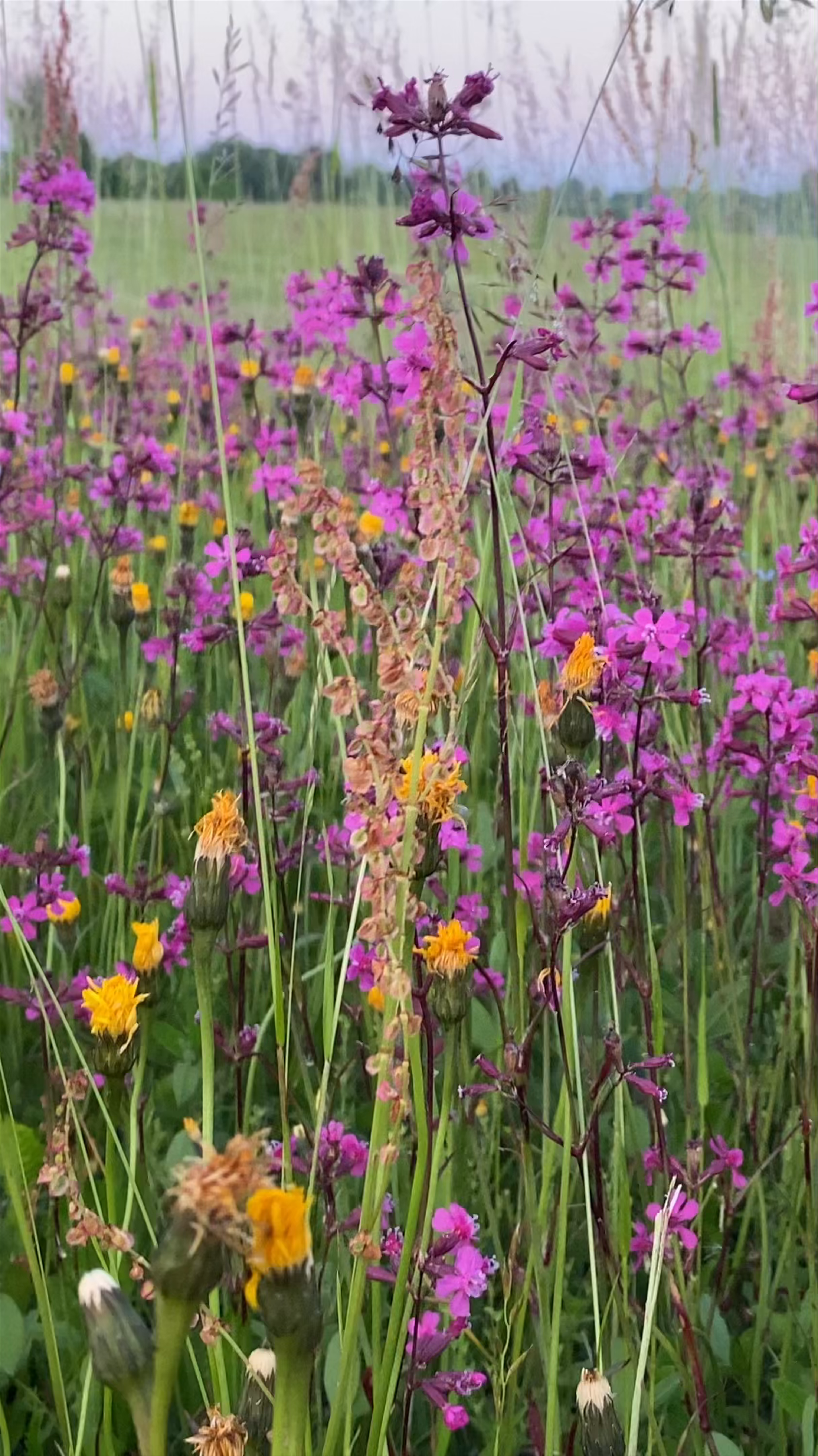 Wildflower Meadow at Gauja National Park, Latvia