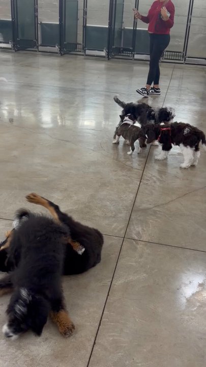 Applause Your Paws - Pet Training Near Me - Miami, Florida