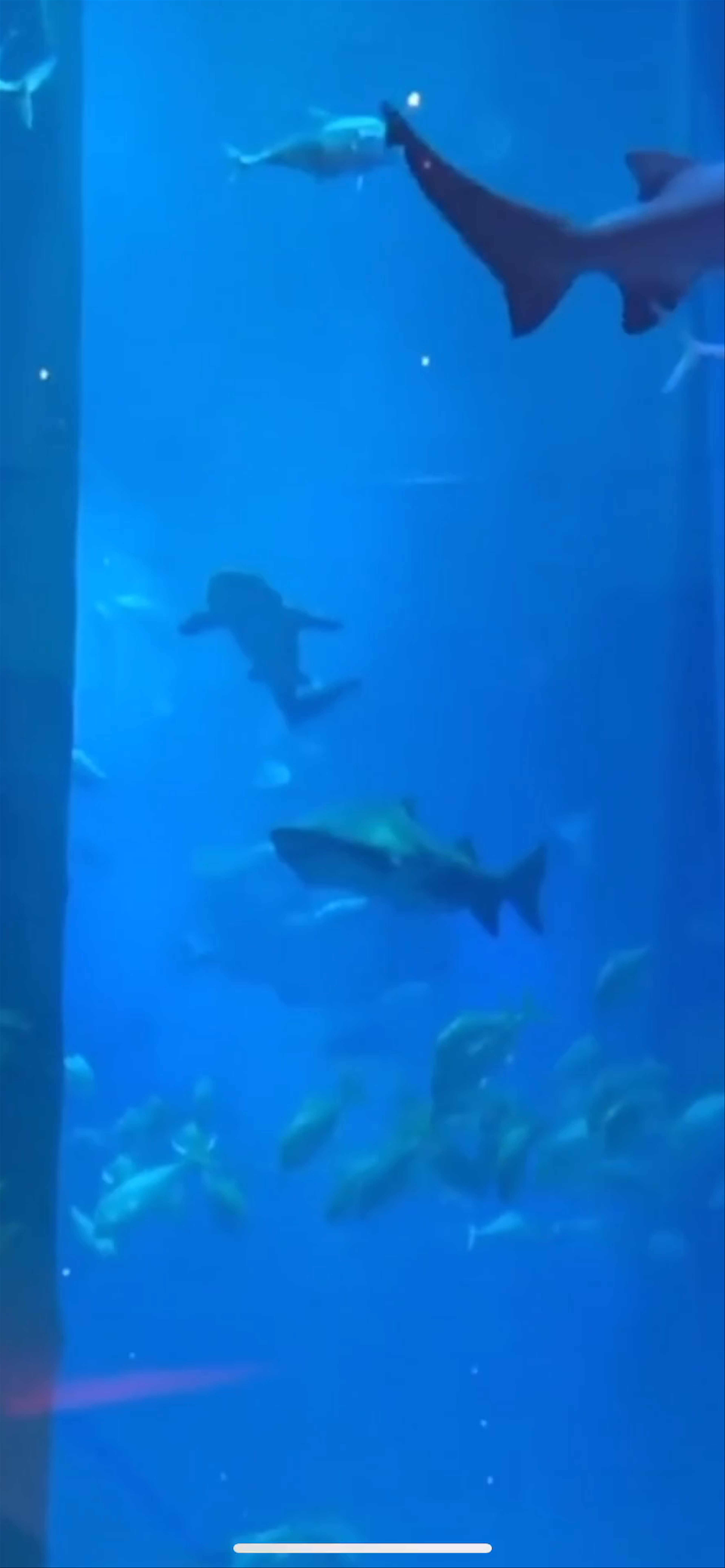 Dubai Aquarium & Underwater Zoo - Dubai - United Arab Emirates