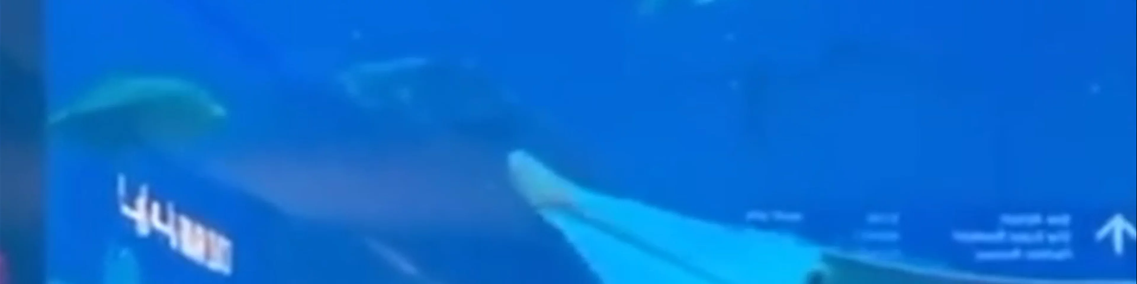 Dubai Aquarium & Underwater Zoo - Dubai - United Arab Emirates