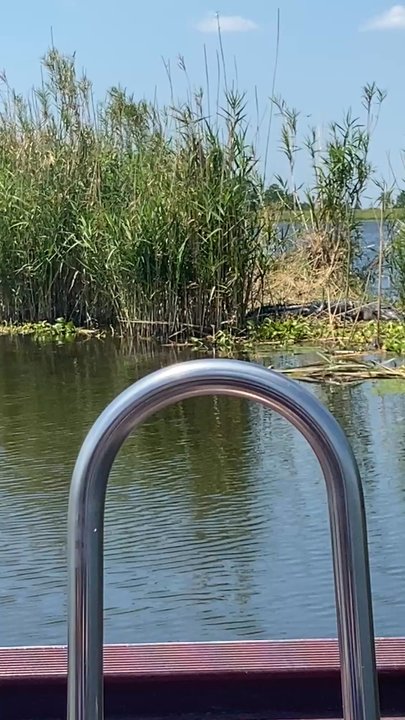 Stumpknocker Tours - Big Gator - Boating Near Me - Fellsmere, Florida