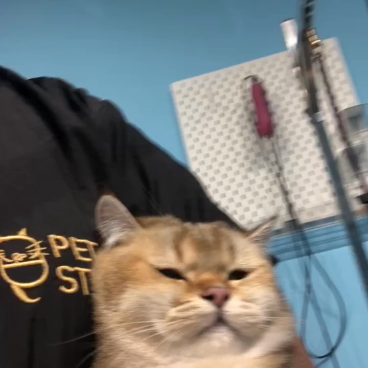 C&D Pet Studio - For cat blow dry - Pet Groomers Near Me - Toronto, Ontario