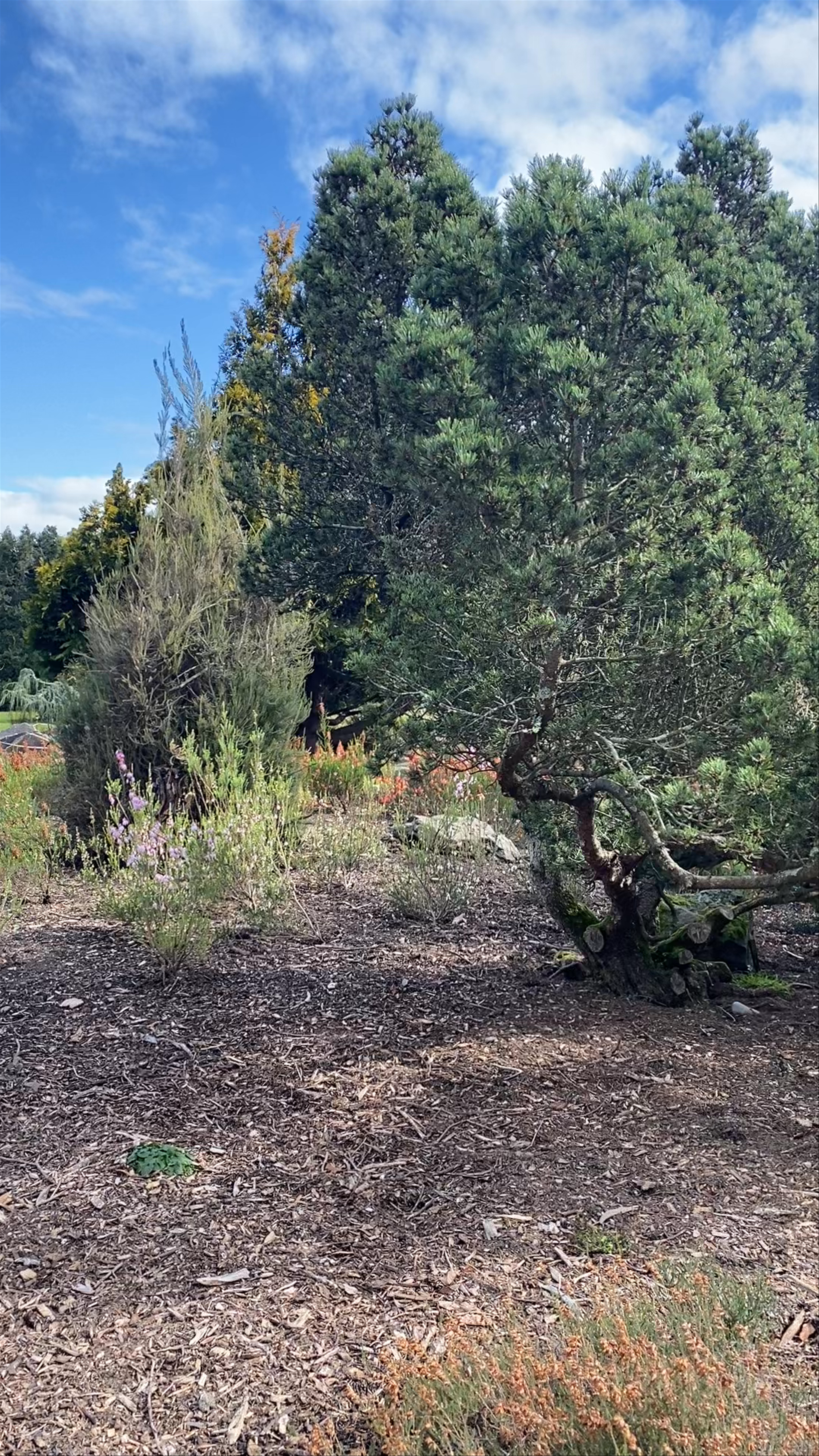 Christchurch Botanic Gardens Rolleston Avenue