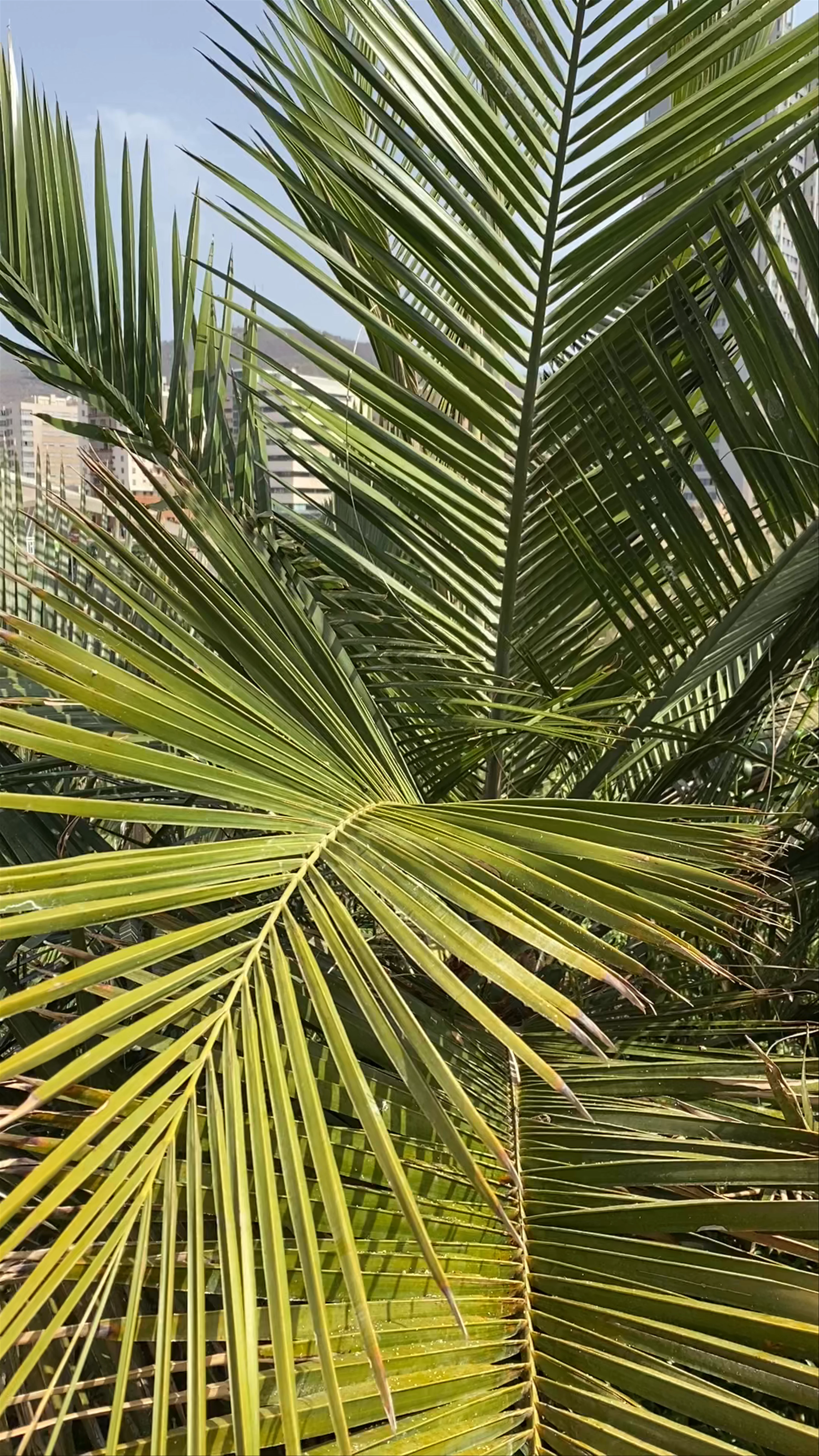 Palmetum Botanical Garden