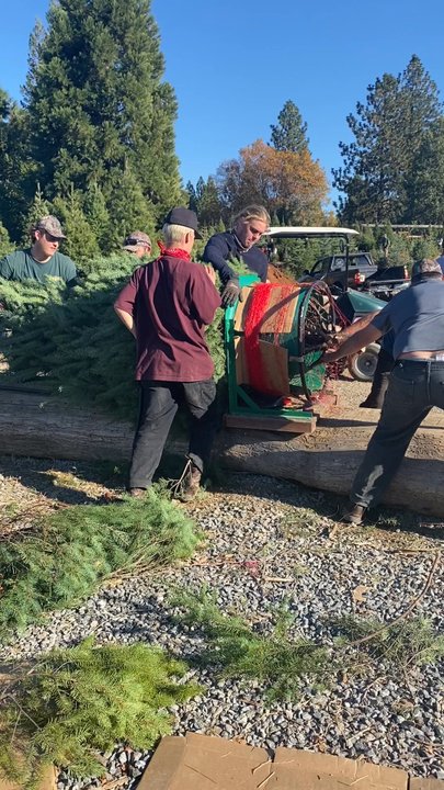 Levi’s Tree Farm - Trying to wrap a huge 13ft tree! - Christmas Trees Near Me - Camino, California
