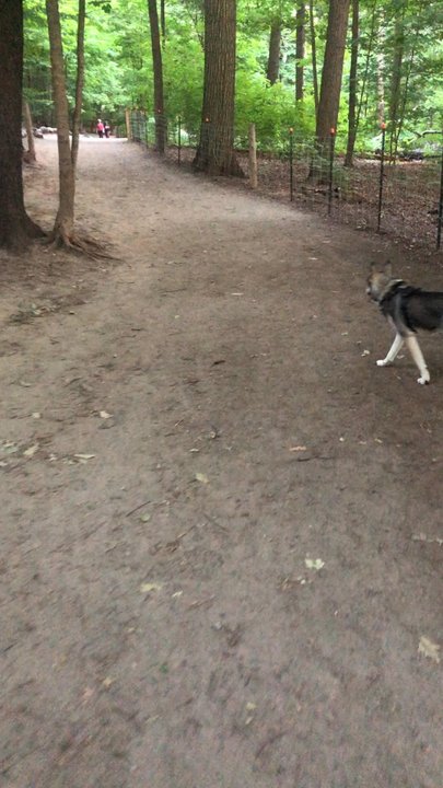 Sherwood Park - Sherwood Off leash dog park - Parks Near Me - Toronto, Ontario