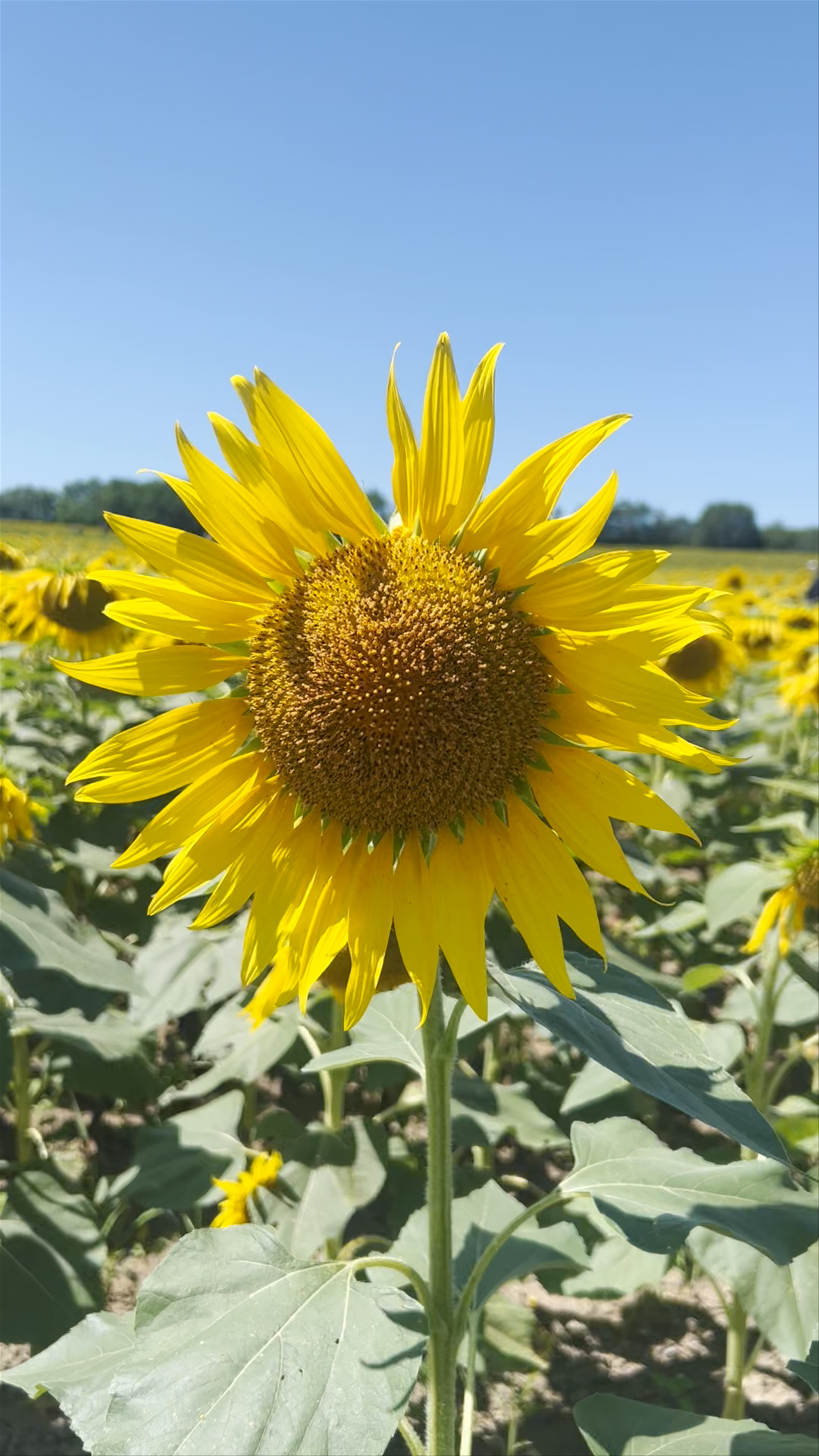 Hokuryu Sunflower Village
