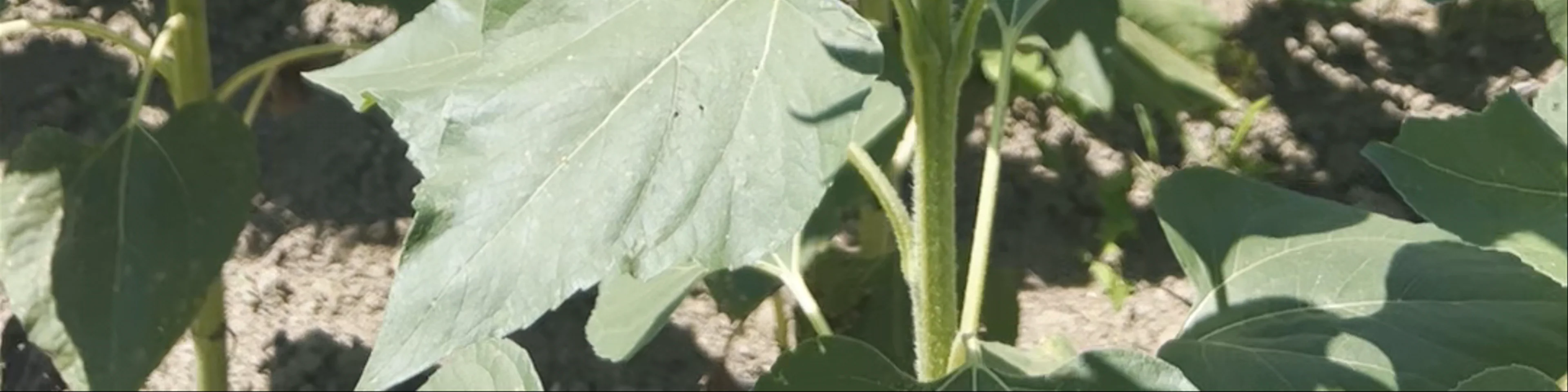 Hokuryu Sunflower Village