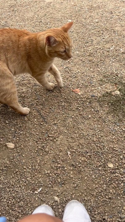 Crystal Hill Vineyard - Winery Kitty! They sweetest! - Wine Tasting Room Near Me - Ramona, California