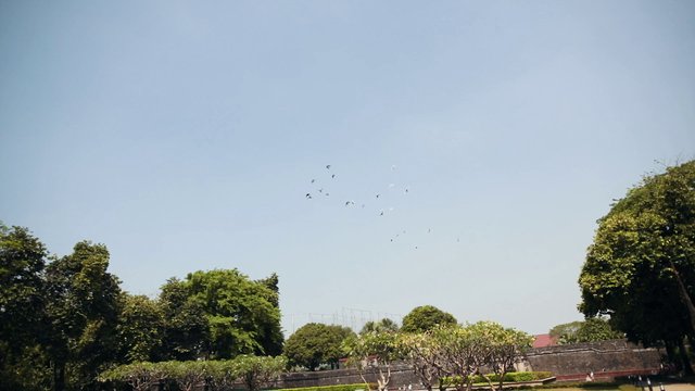 Flock of birds in the sky