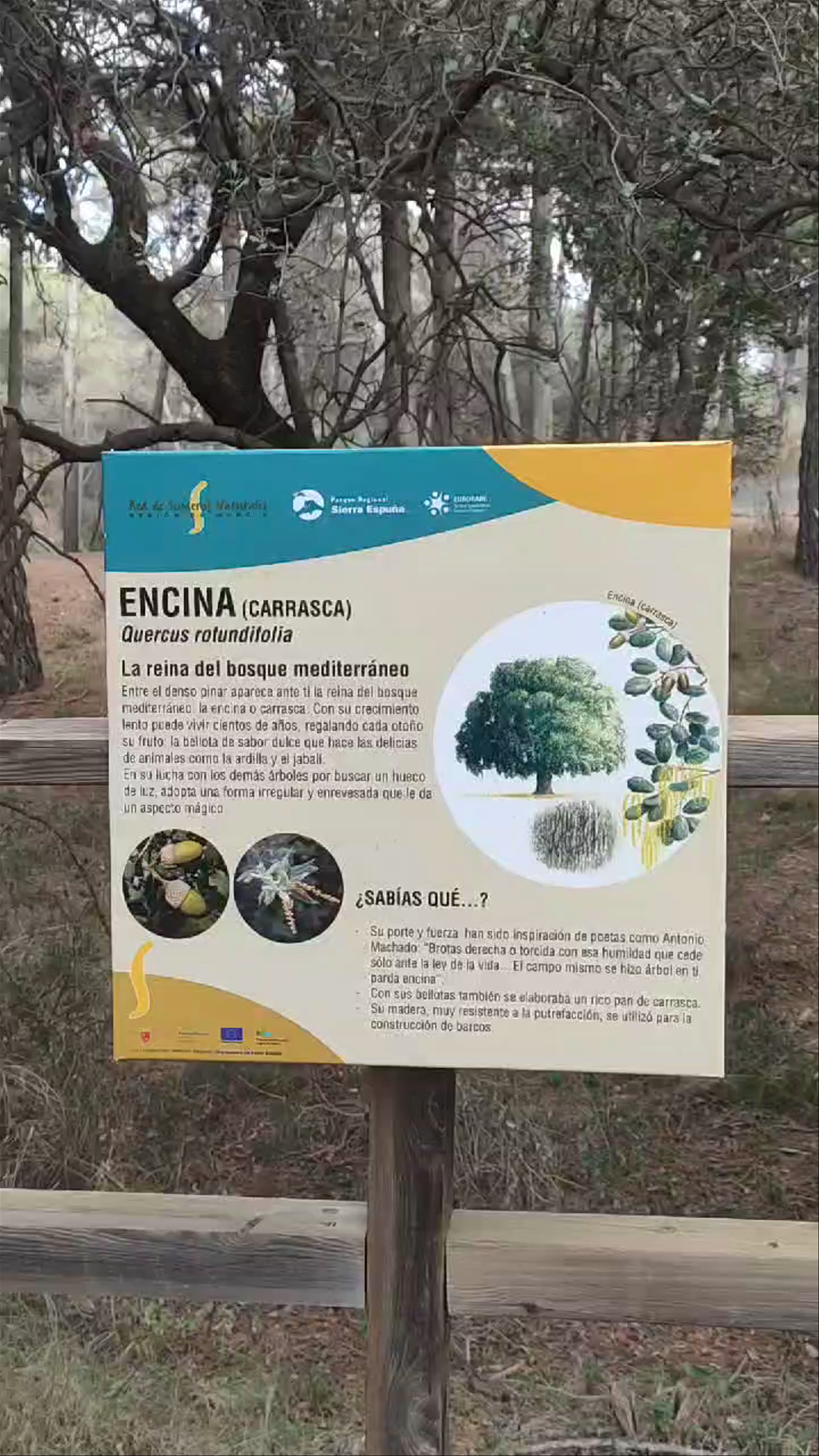 Discovering the Enchanting Mediterranean Forest of Sierra Espuña
