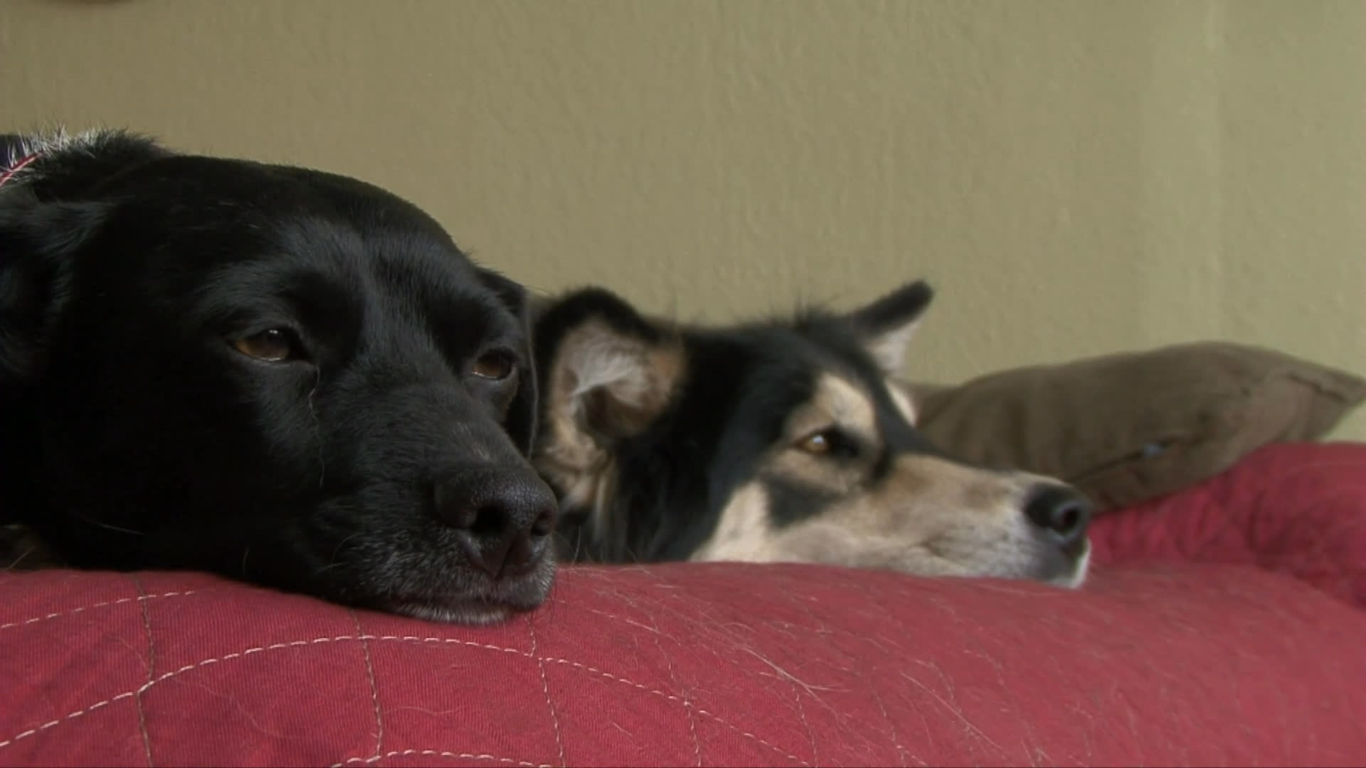 Two dogs relax on a red cushion indoors before the scene shifts to two men engaged in quiet conversation along the San Francisco waterfront with the Bay Bridge in the background.