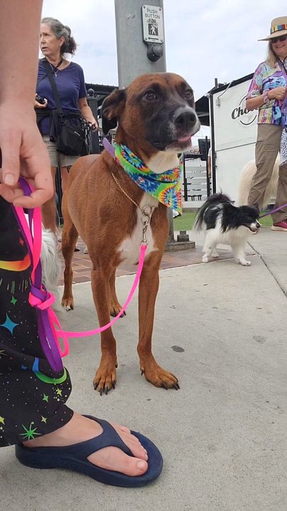 The Pet Whisperers - Walking my dog at their Monday pack walk - Pet Training Near Me - Escondido, California