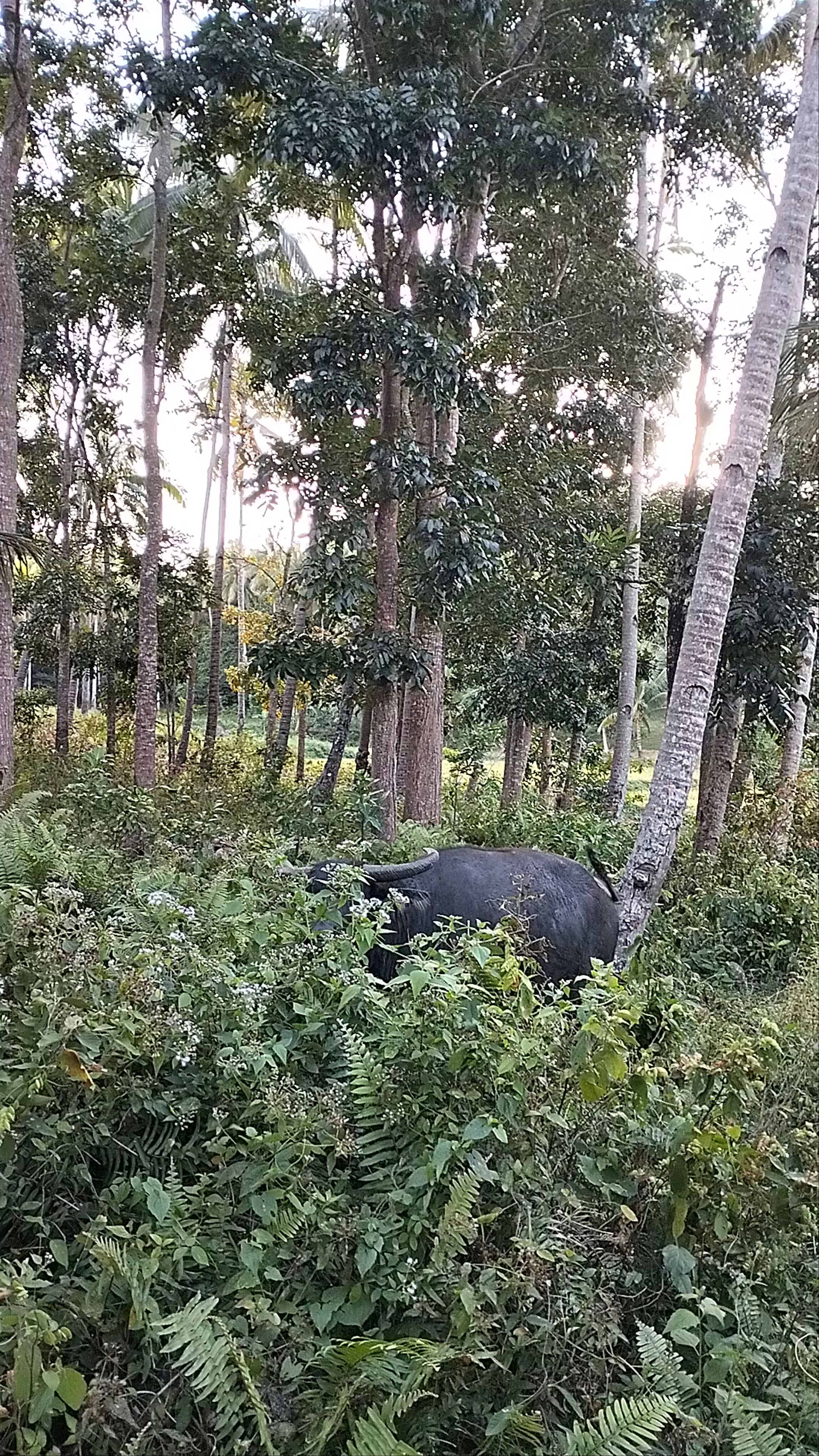 Mt. Bandilaan National Park