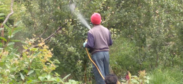 Photo of APPLE farming