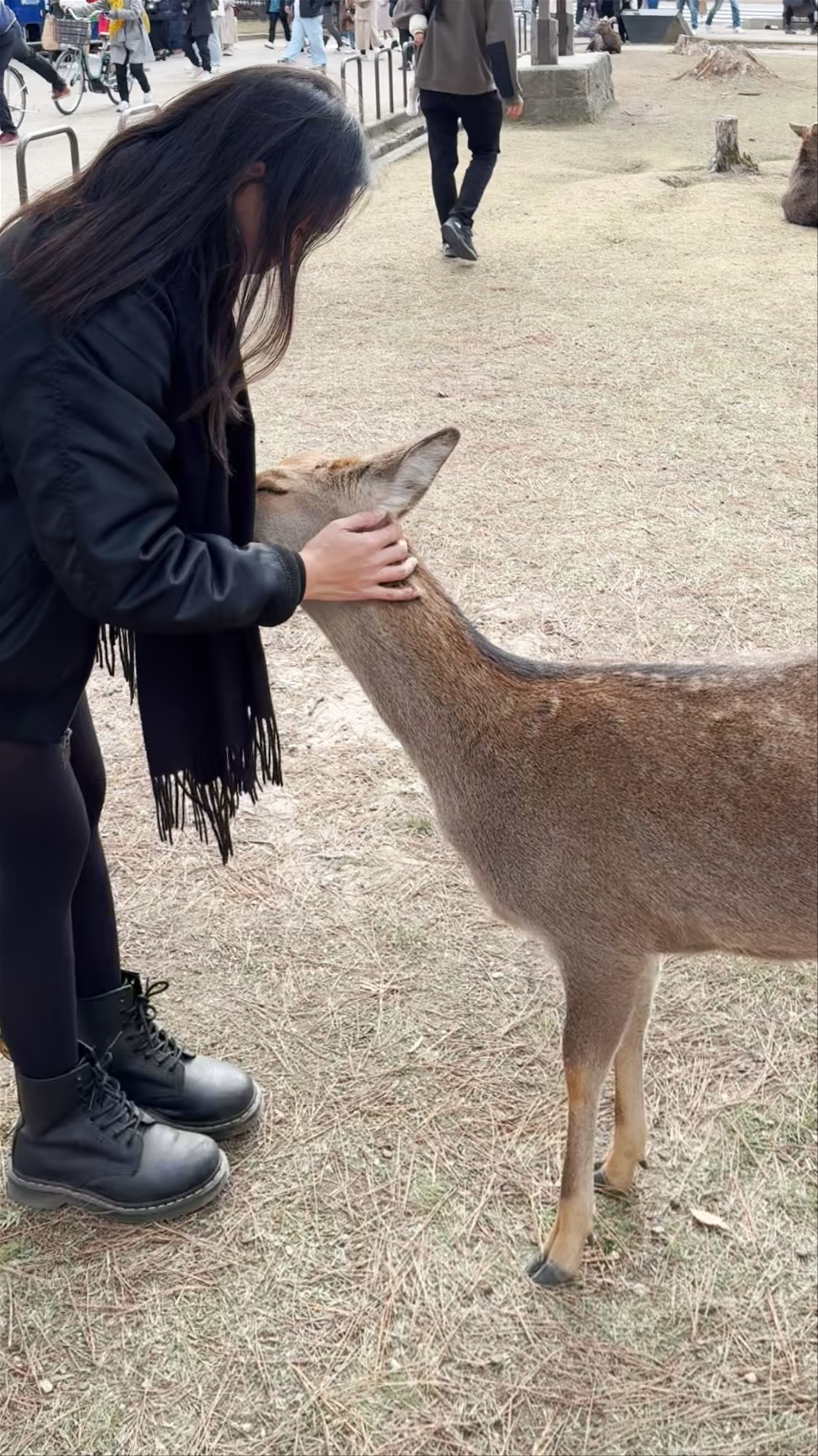 Nara Park: Serene Deer Encounters in Historic Nara, Japan