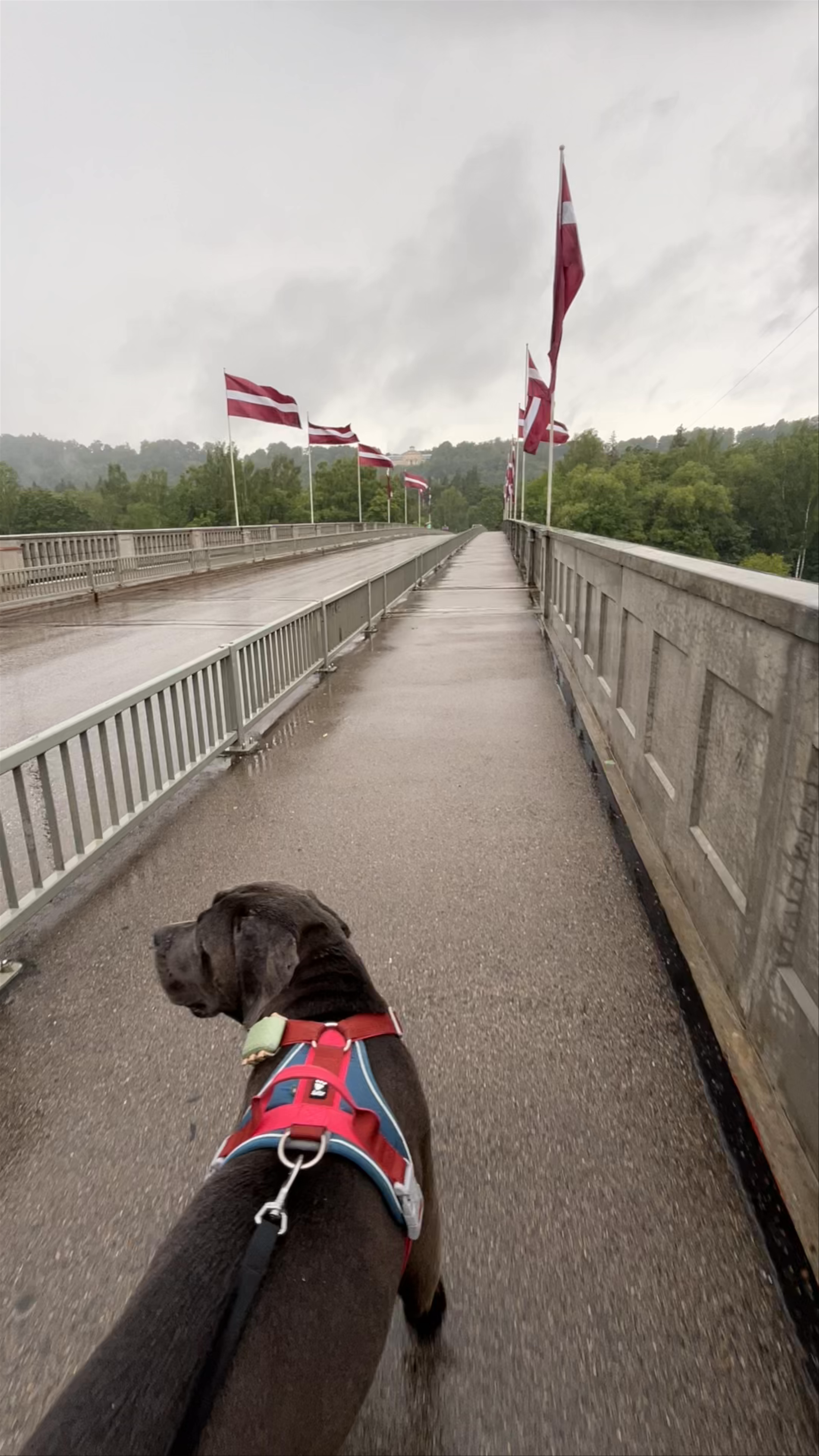 Walking Across the Gauja River Bridge in Sigulda, Latvia with a Dog