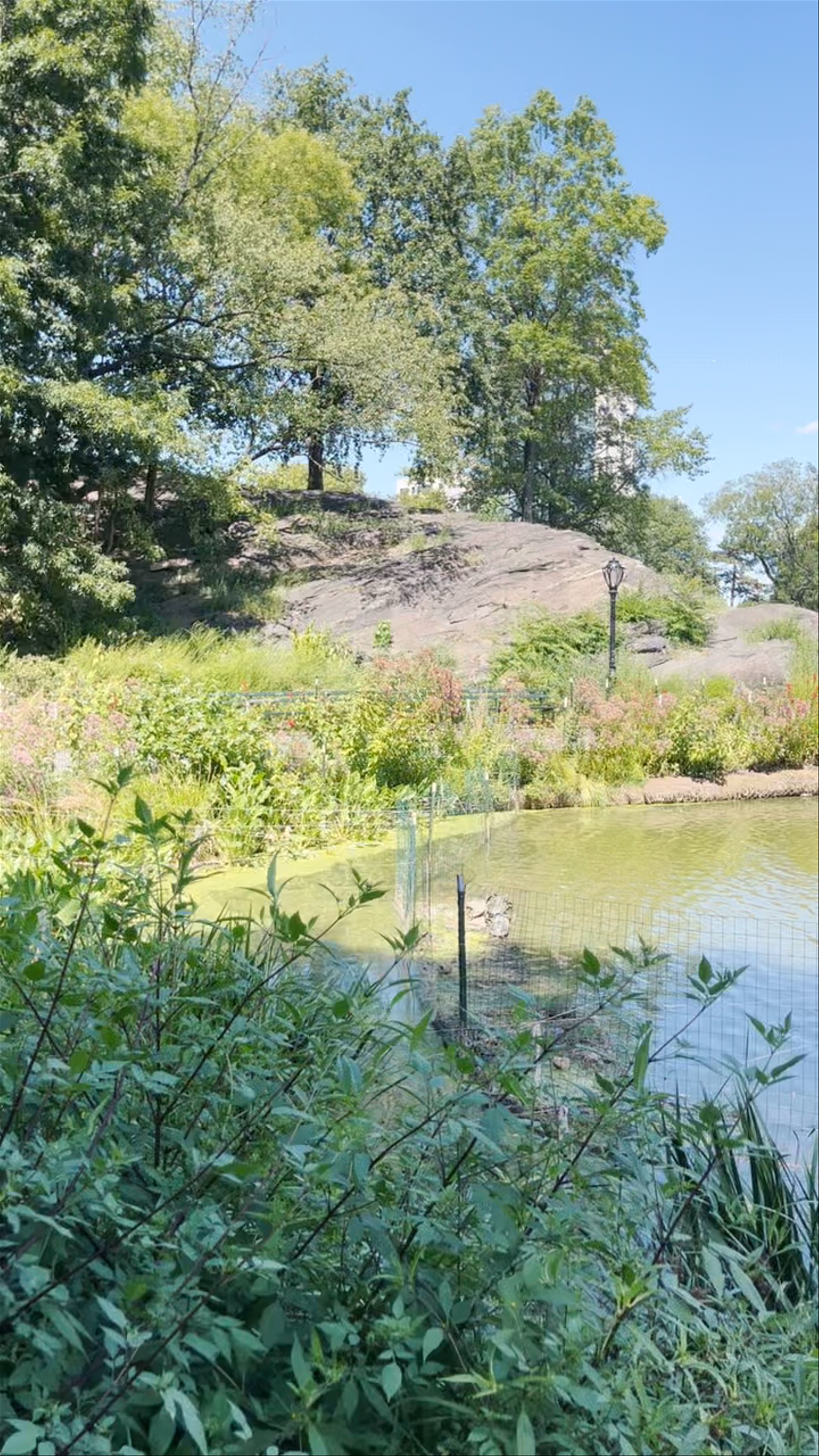 Summer Serenity at Harlem Meer, Central Park North, New York