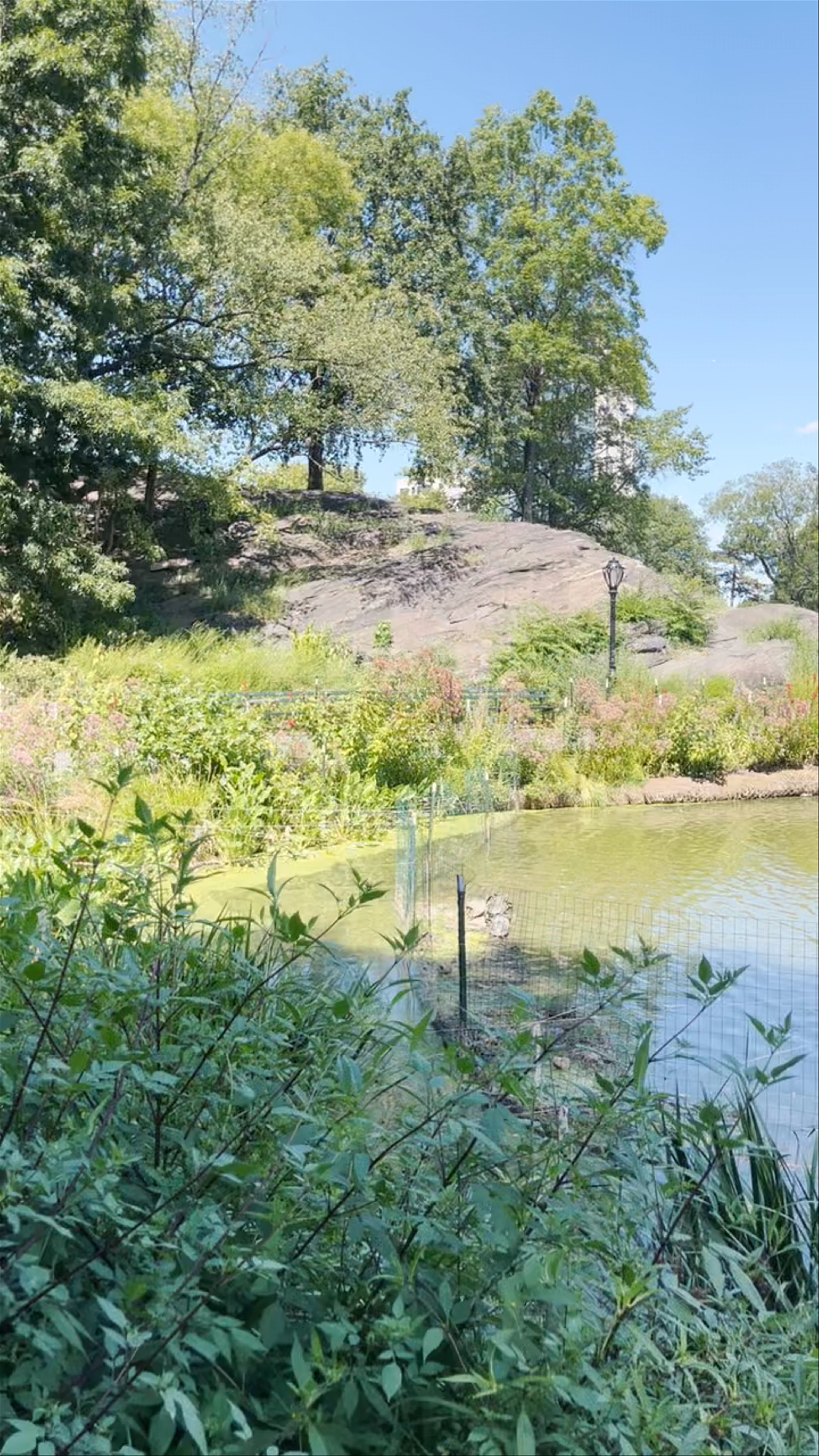 Harlem Meer, Central Park North