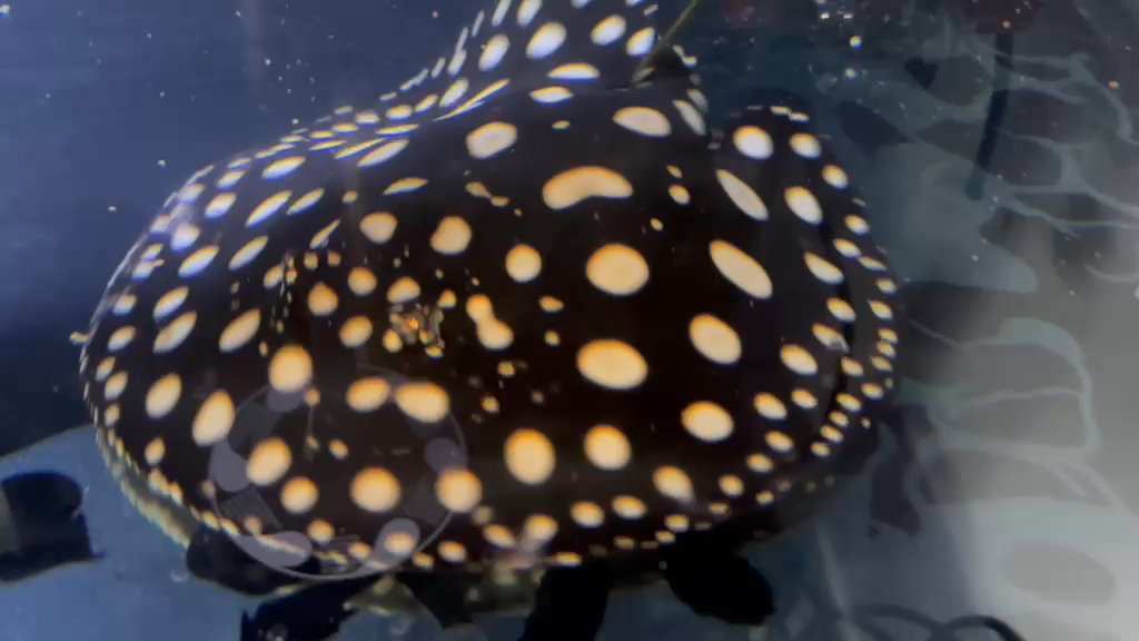 Hybrid stingray