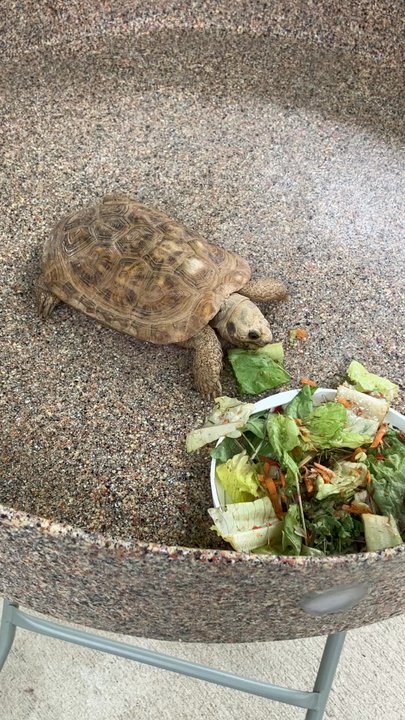 Indianapolis Zoo - Napoleon the pancake tortoise. - Zoos Near Me - Indianapolis, Indiana