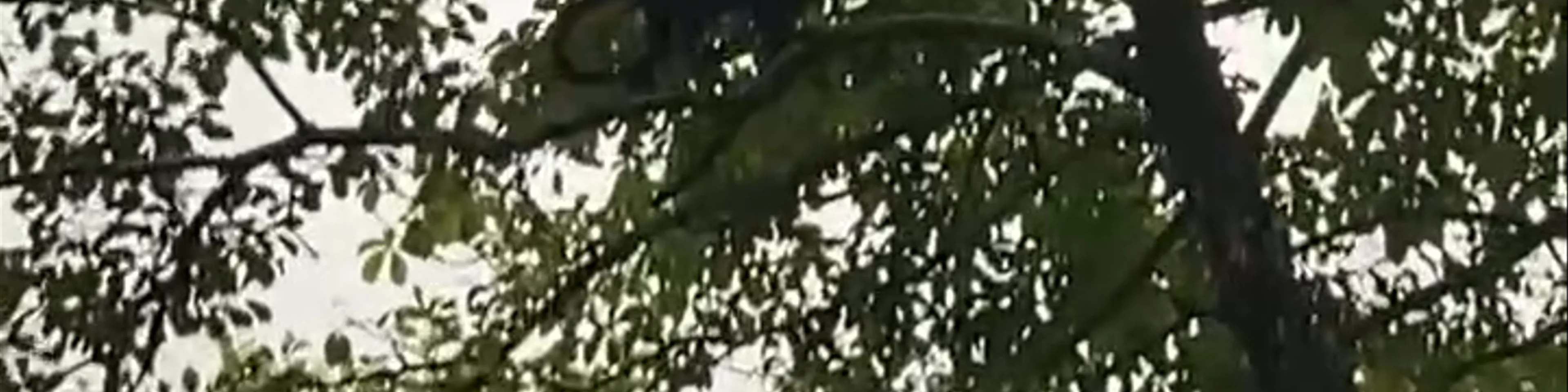 Estero Tamarindo