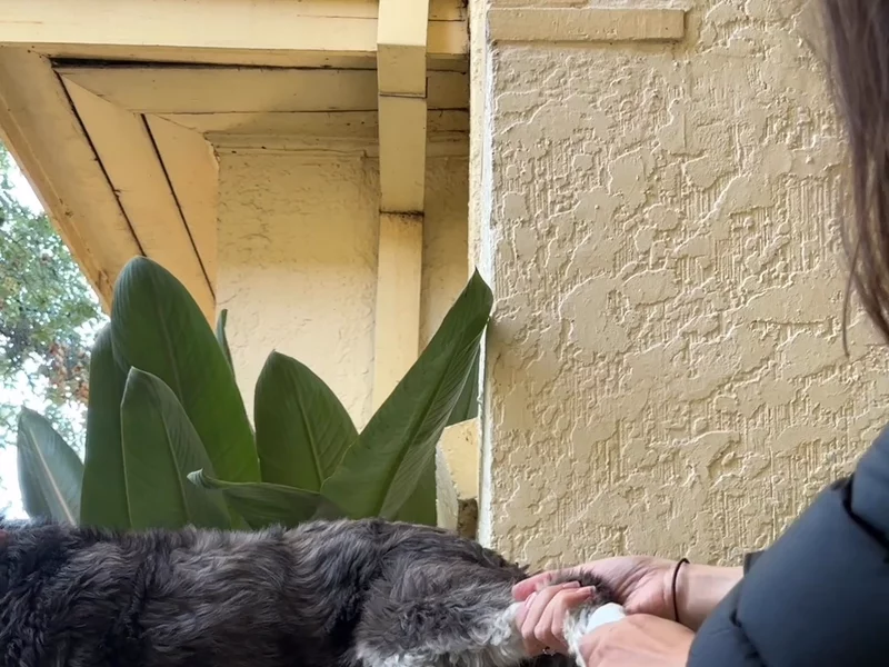 Kine Pet Wipes