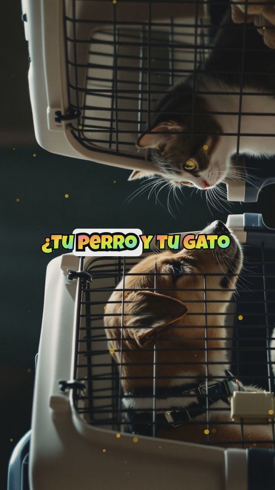 Cómo viajar con perros y gatos juntos sin estrés