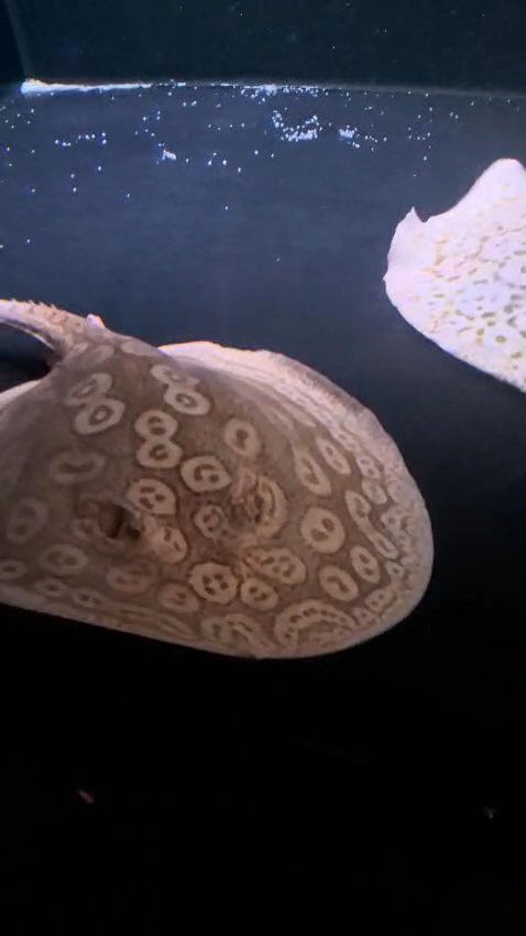 Black diamond stingray