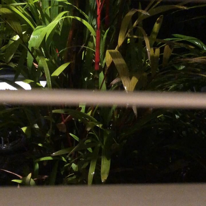 Orchid Tree Bed & Breakfast - Island frogs outside our window! - Bed & Breakfast Near Me - Hilo, Hawaii