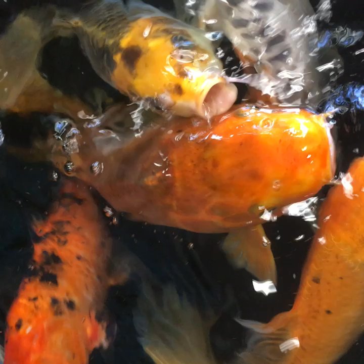 Adventure Pets - Hungry Koi! - Pet Stores Near Me - Mandeville, Louisiana
