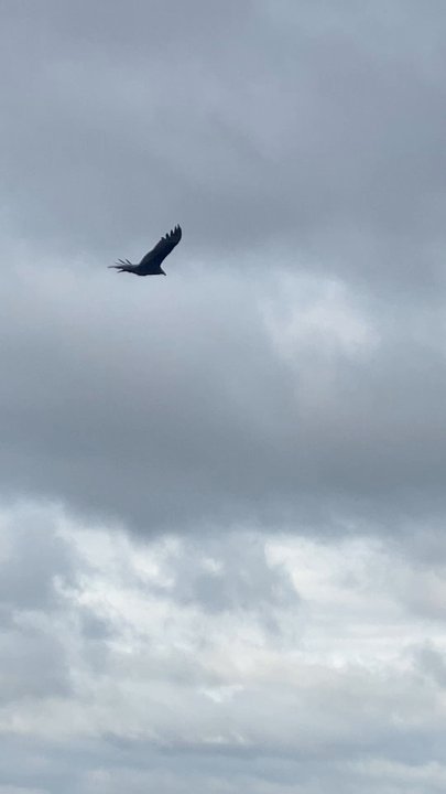 Grandad Bluff - Soaring w/the eagle on the currents so majestic & graceful - Recreation Centers Near Me - La Crosse, Wisconsin