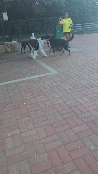 Jack Carter Dog Park - Dog Parks Near Me - Plano, Texas