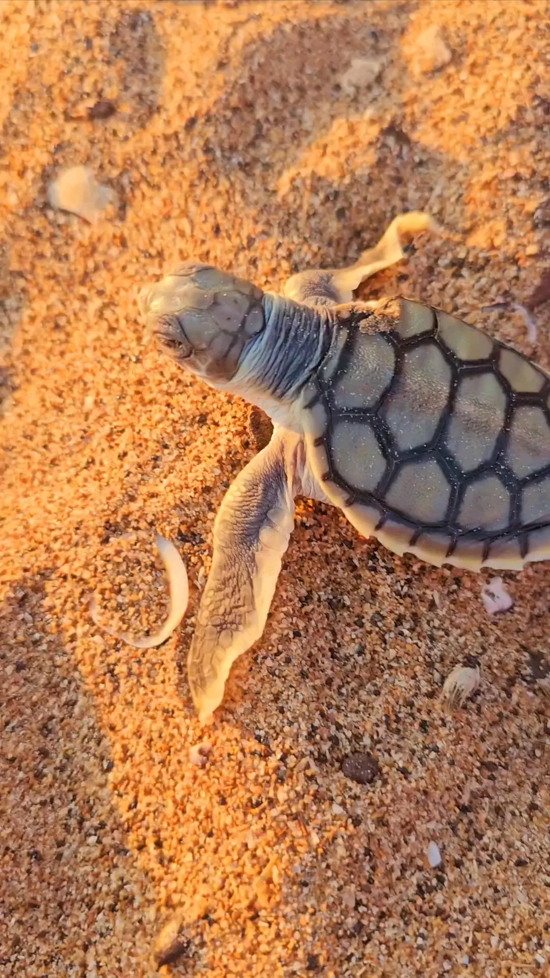 Bare Sand Island Turtle Encounter: Darwin Wildlife Tour