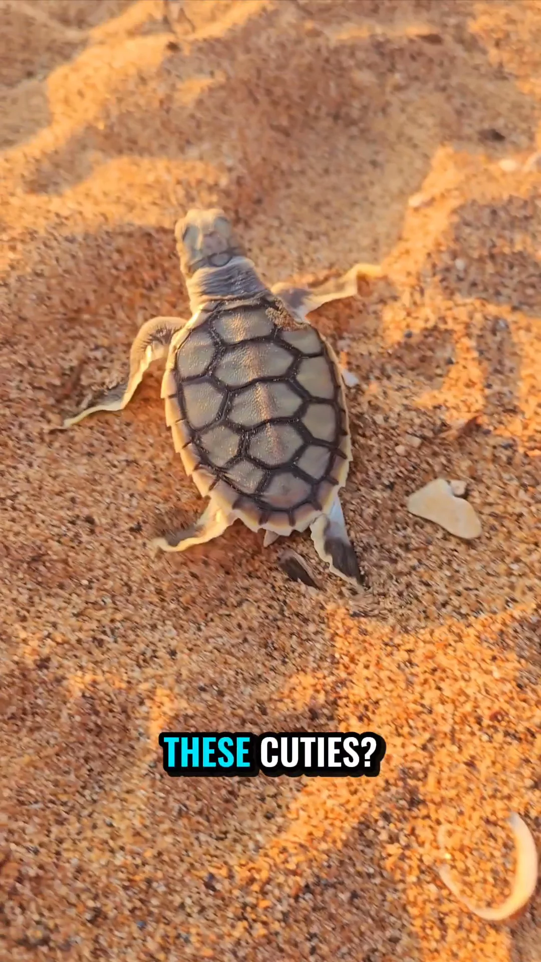 Bare Sand Island Turtle Encounter: Darwin Wildlife Tour
