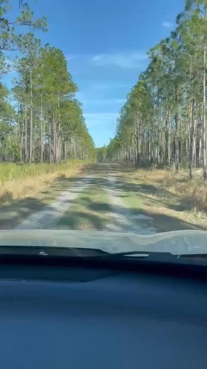 Richloam General Store - The back road through the woods back to the main drag. - Department Stores Near Me - Webster, Florida